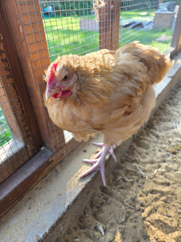 Beautiful Buff orpington Cockerell 15 weeks old FREE