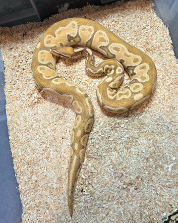Royal/Ball Pythons available