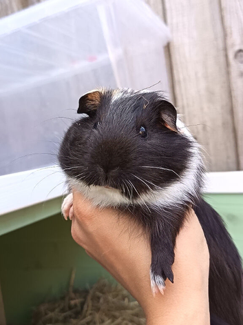 Male Guinea pig 7 weeks old
