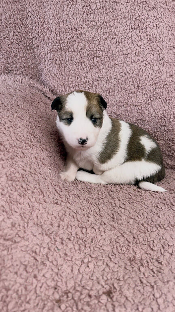 Stunning Merle Border Collie puppies for sale