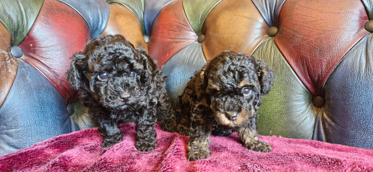 Tiny toy poodle female puppy. Health tested parents