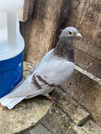 QUALITY RACING PIGEON