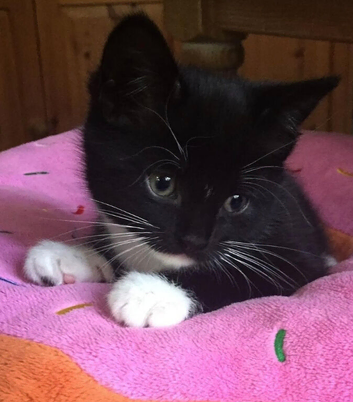 Kittens for sale