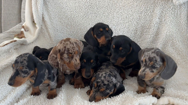 8 beautiful puppies ready now!