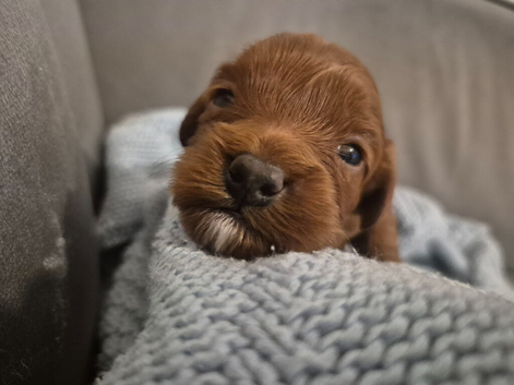 Beautiful toy cavapoo's