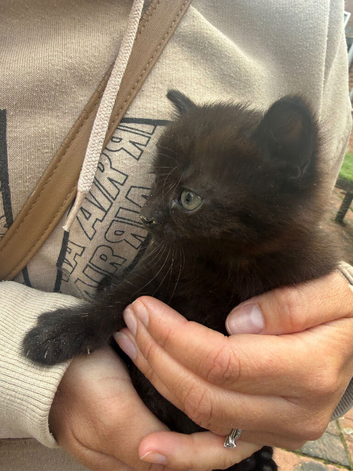 Kittens now ready for their forever homes