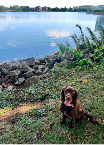 5 month old cockapoo girl for sale
