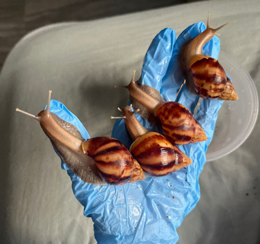 4 Lissachatina fulica wild type (&pound;20 for all 4)