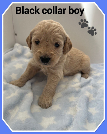 STUNNING F1 MINIATURE GOLDENDOODLES