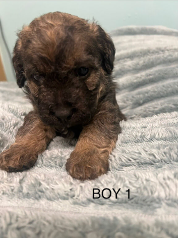 4 COCKER JACK PUPPIES