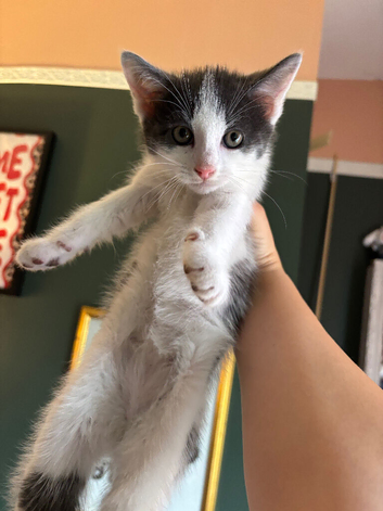 BOY AND GIRL KITTEN