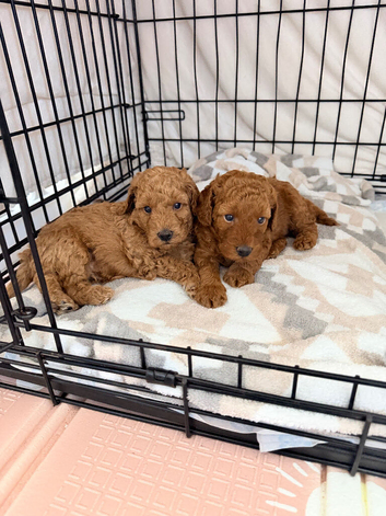 *5 star F1b labradoodle puppies