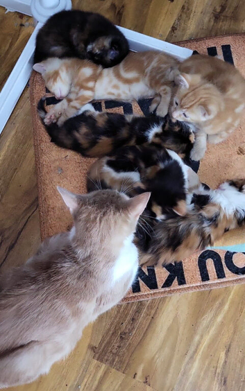 Multiple kittens available to go to their forever homes