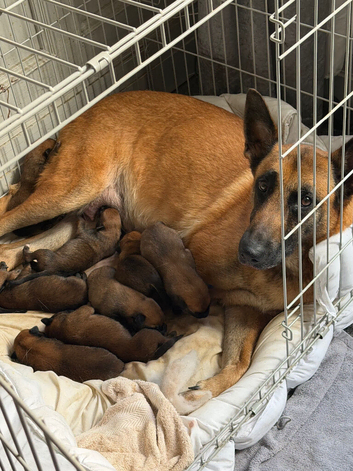 Belgian Mali puppies