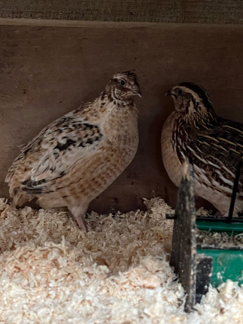 Male Quail for sale