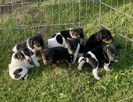 Jack Russell Puppies for sale
