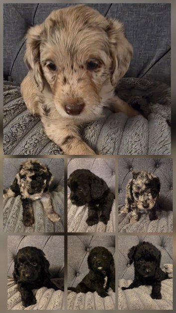 Beautiful cuddly mini Labradoodles F1b looking for forever home.