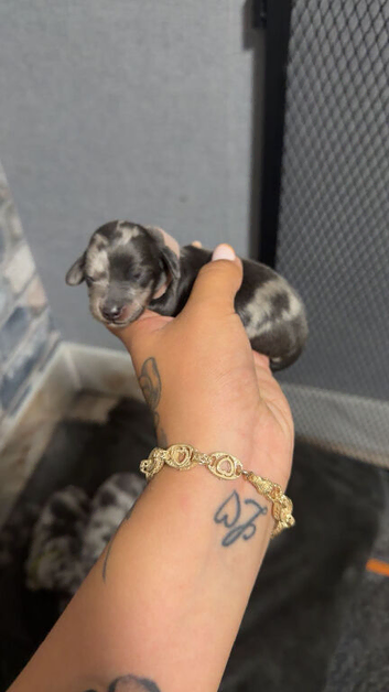 Dachshund