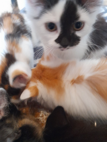 Gorgeous Ragamuffin X kittens.