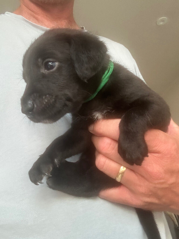 Bedlington Whippet Puppies