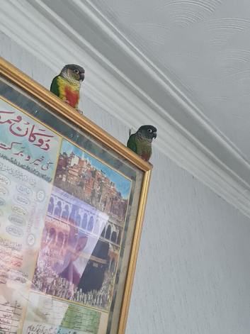 Pair of conure parrots