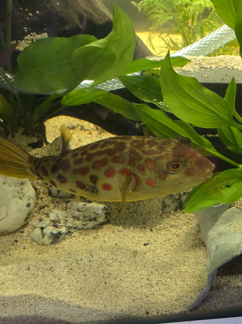 CROSS RIVER PUFFERFISH