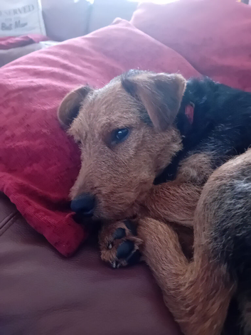 9 month old Patterdale