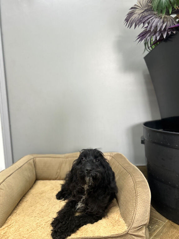 Maggie two stunning black cockapoo girls