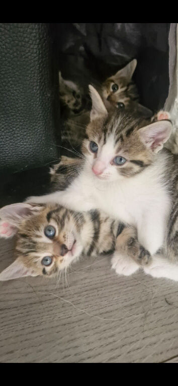 Maincoon cross kittens