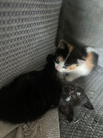 One Male Kitten Left
