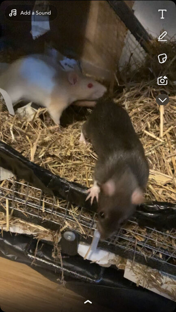 Female pair of rats