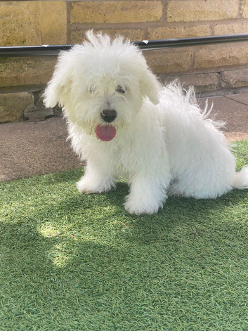 Purebred Maltese Puppies Female 3 Months Old