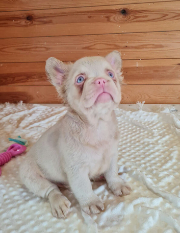 Full fluffy pink French Bulldog