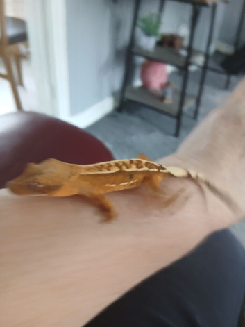 Grested Geckos