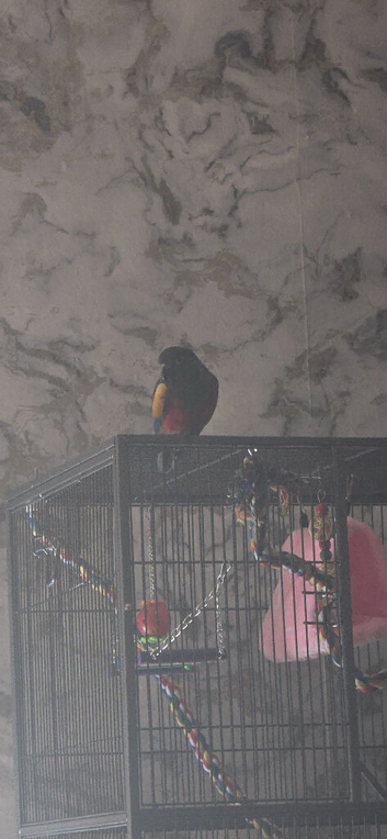 Still for sale Conure bird