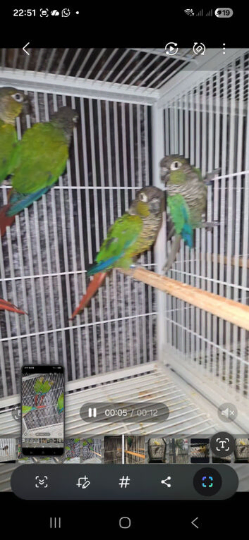 Conures