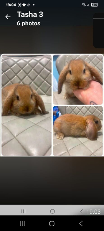5 mini lops all girls