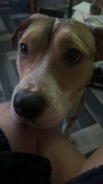 Female Staffy