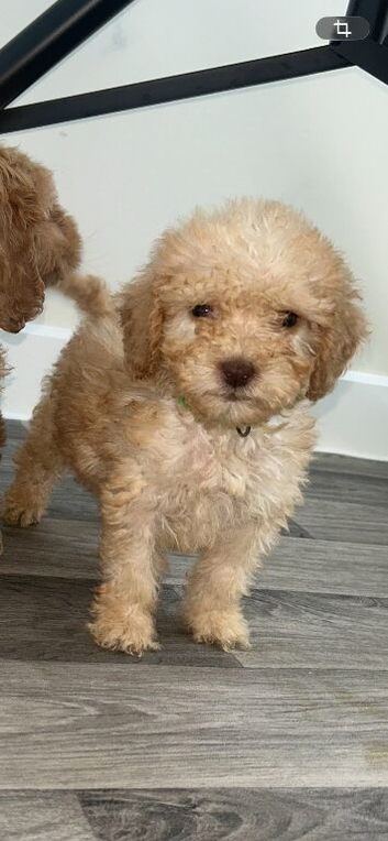 8 weeks old girl cockapoo puppy
