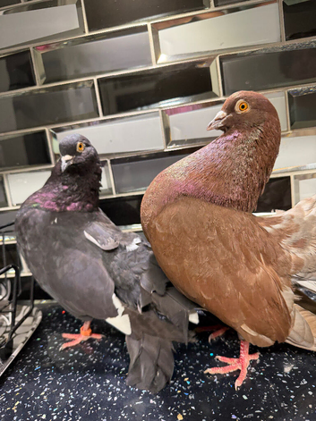 Fancy pigeons