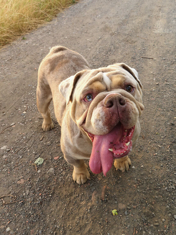 English bulldog girl- Runs On Dreams &ndash; Available