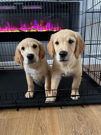 Ready to leave - 2 Kc Registered golden retriever boy pups!
