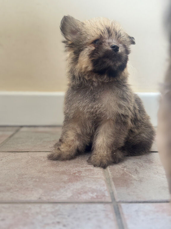 Pomeranian x Cavachon Puppies  - Ready To Leave Now