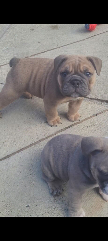 English Bulldog Puppies