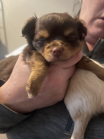 Chihuahua puppies. Long haired. White (girl) and chocolate brown(boy )