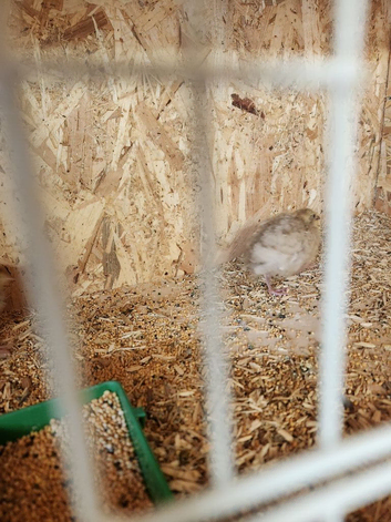 Japanese quail young and adults available