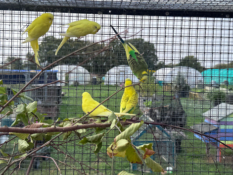 Budgies for sale