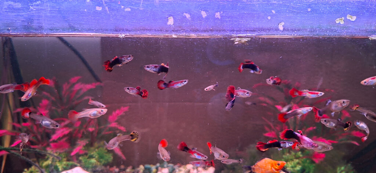 Guppies