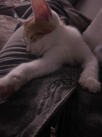 Kitten