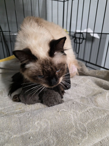 Kittens